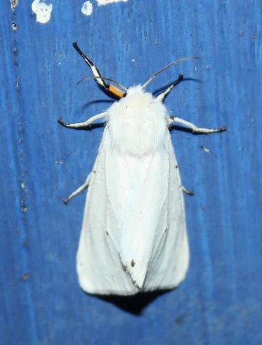 Réf. 242 696 : Spilosoma urticae